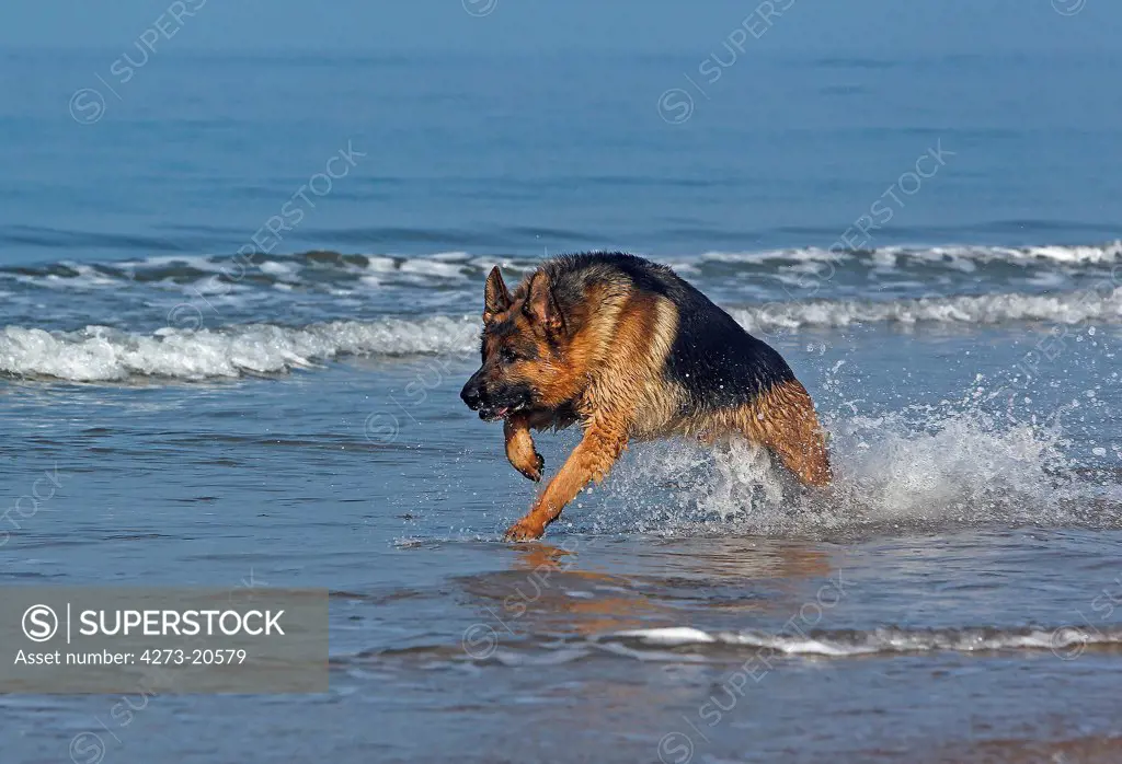 German Shepherd, Male playing in Waves, beach in Normandy