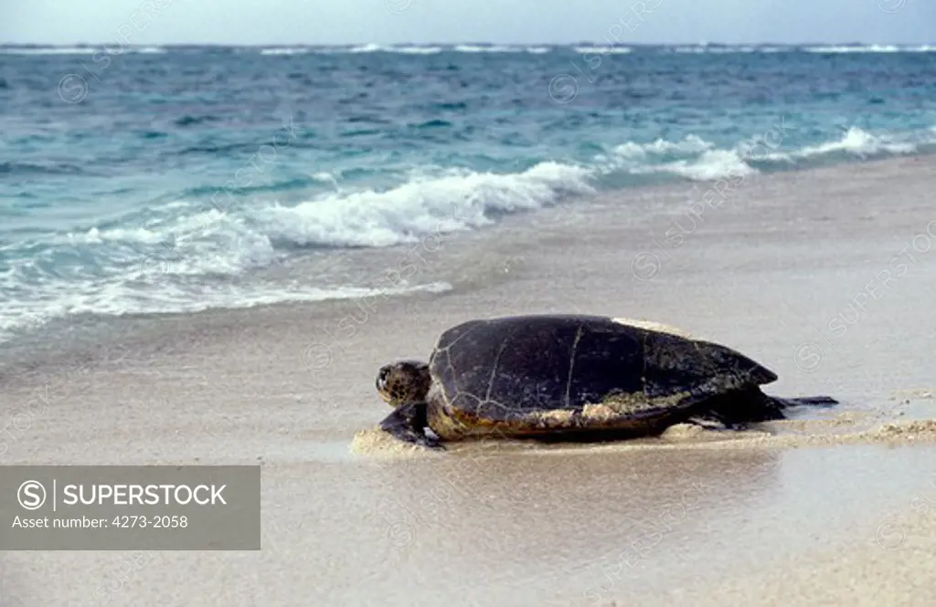 Loggerhead Sea Turtle Caretta Caretta, Adult Going Back To Sea After Laying Eggs, Australia