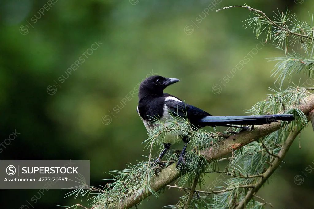 Black Billed Magpie or European Magpie, pica pica, Adult standing on Branch, Normandy