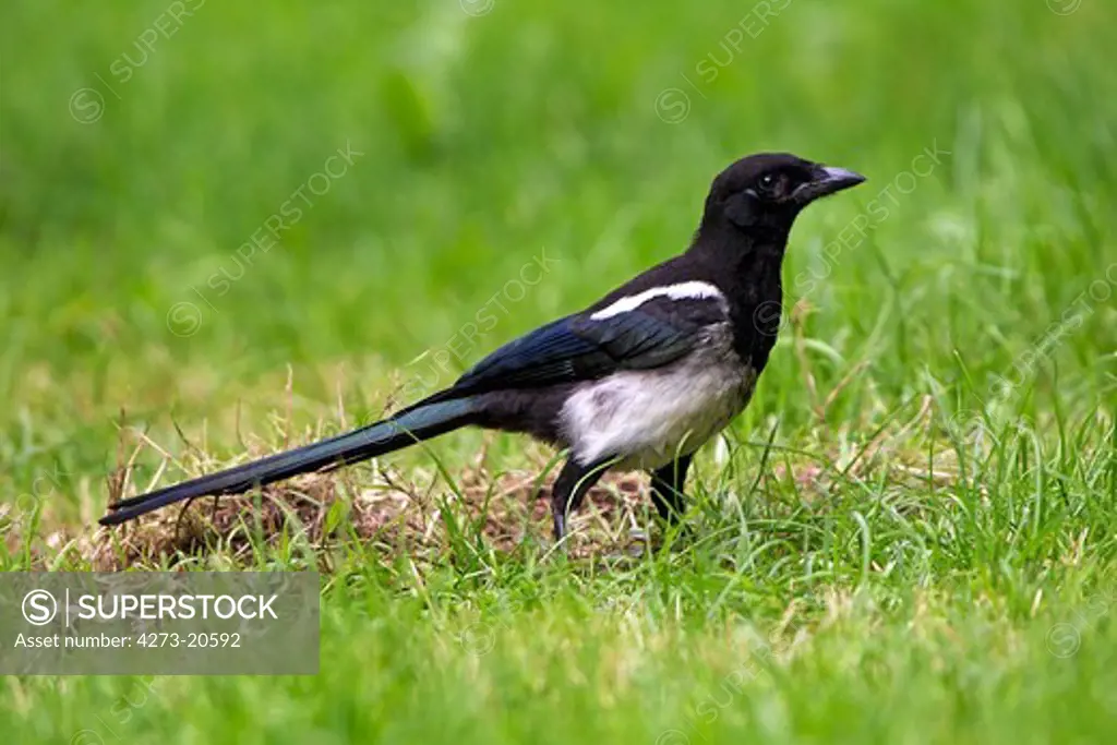 Black Billed Magpie or European Magpie, pica pica, Adult standing on Grass, Normandy