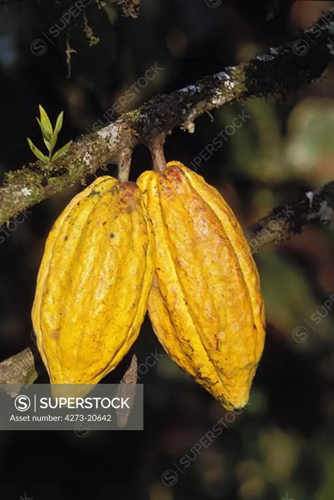 Cacao Tree, theobroma cacao, Branch with Cocoa Fruit, Mexico