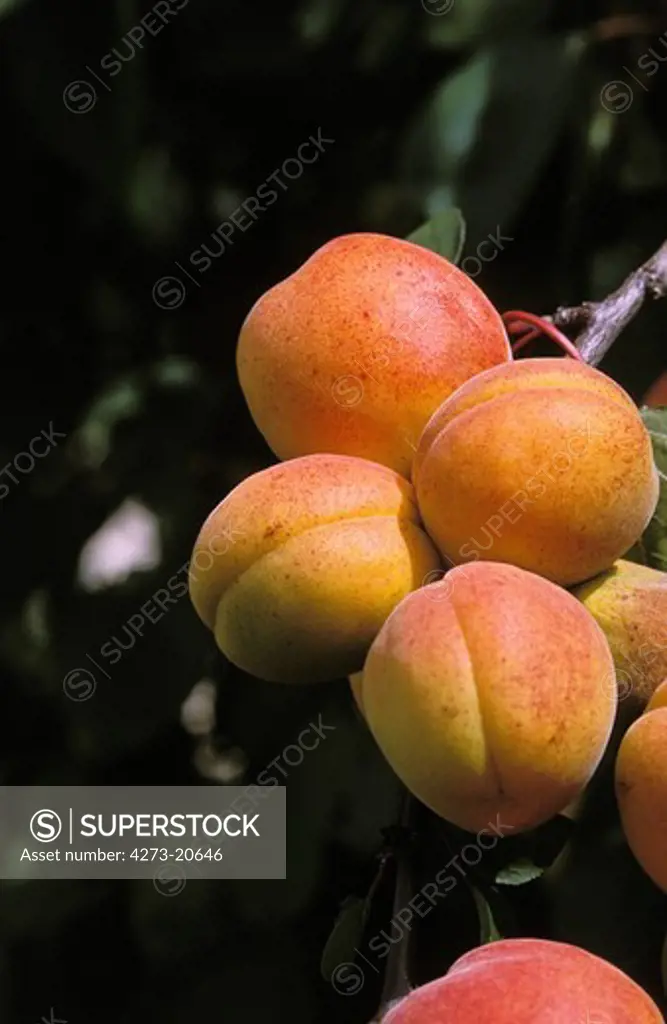 Apricots on Branch, prunus armeniaca