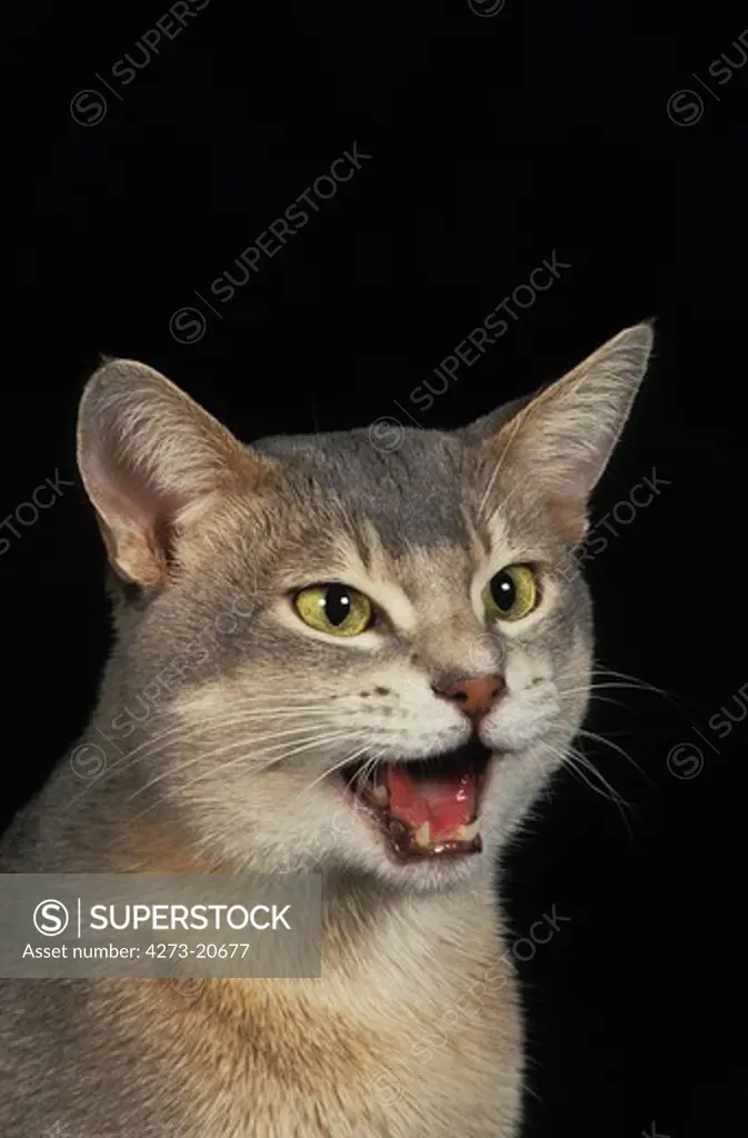 Blue Abyssinian Domestic Cat, Portrait of Adult Meowing