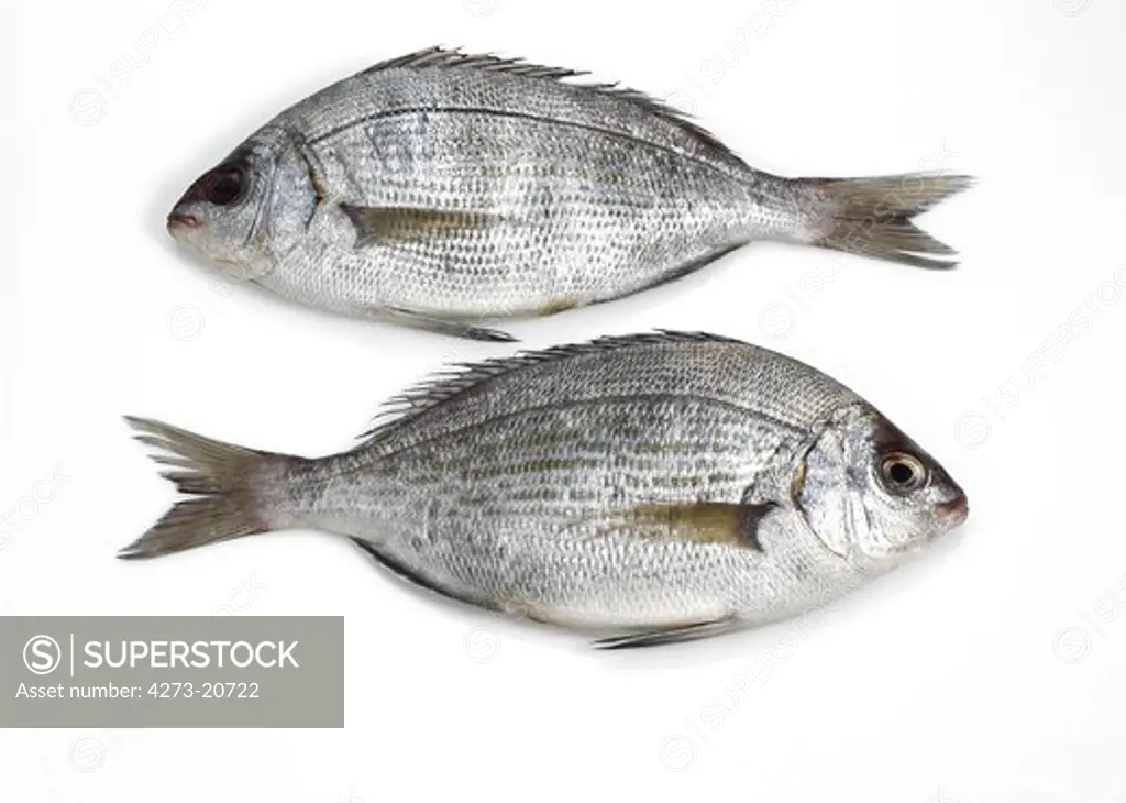 Grey Sea Bream, pondyliosoma cantharus, Fresh Fish against White Background