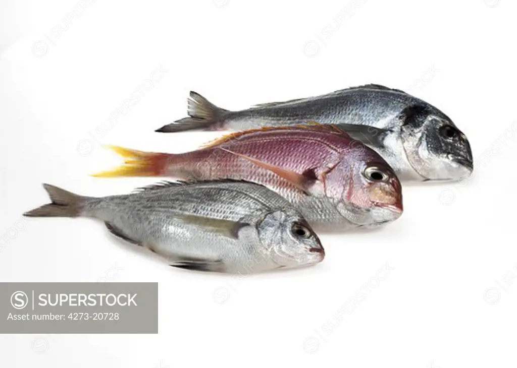 Fresh Fishes, Red Sea Bream, pagellus bogaraveo and Grey Sea Bream, pondyliosoma cantharus, and Gilthed Bream,  sparus auratus