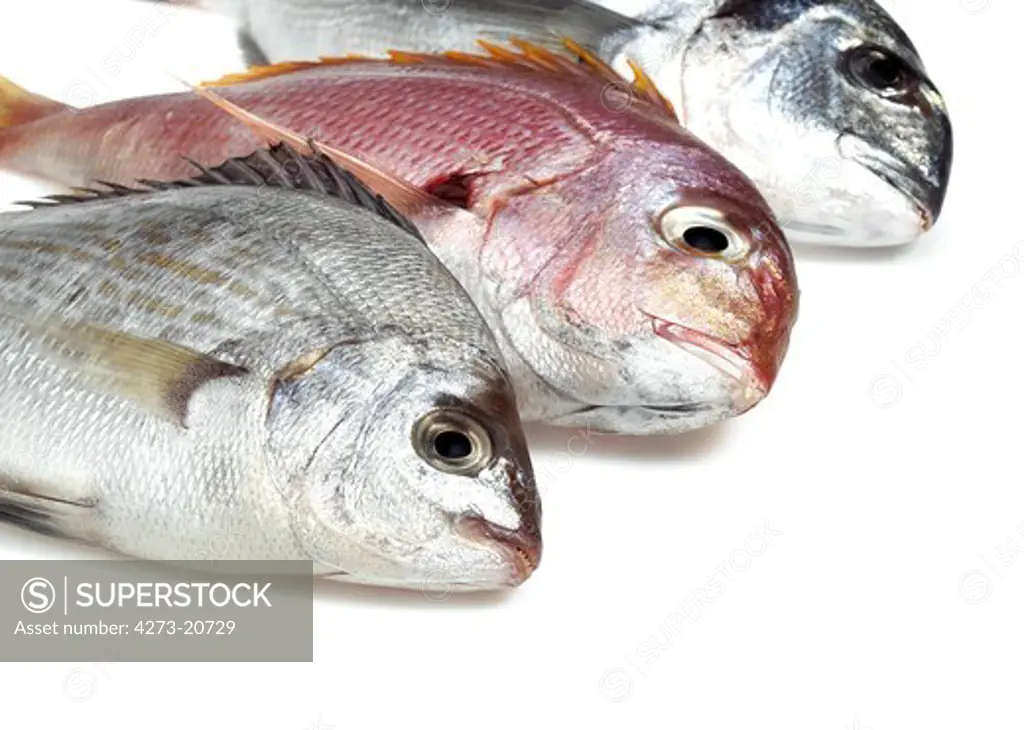 Fresh Fishes, Red Sea Bream, pagellus bogaraveo and Grey Sea Bream, pondyliosoma cantharus, and Gilthed Bream,  sparus auratus