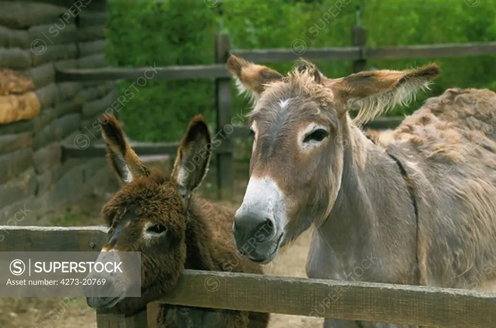 Donkey and Grey Donkey in a Farm, France