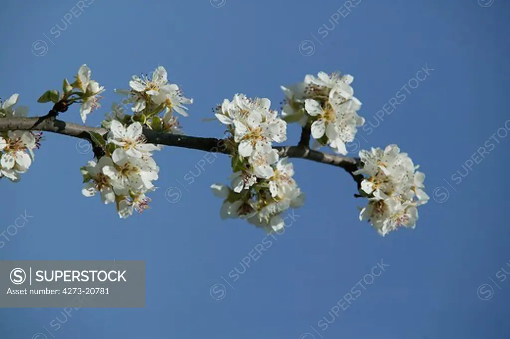 Blooming Cherry Tree, prunus sp.