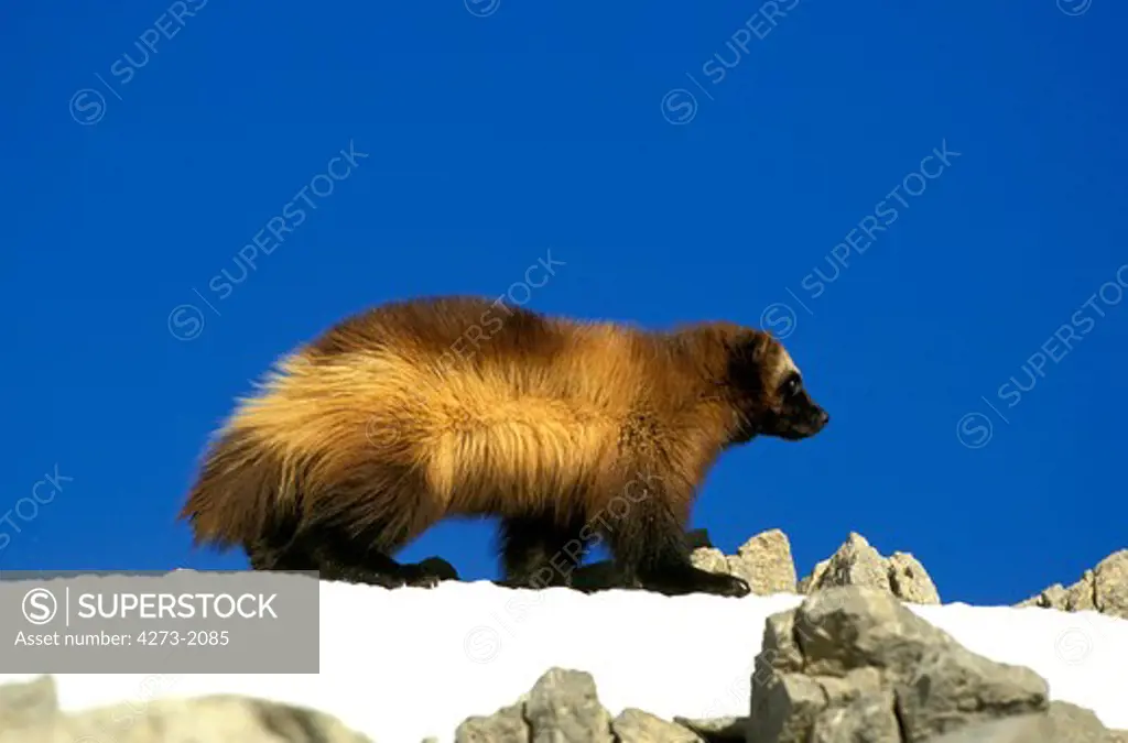 North American Wolverine Gulo Gulo Luscus, Adult Standing On Snow, Canada