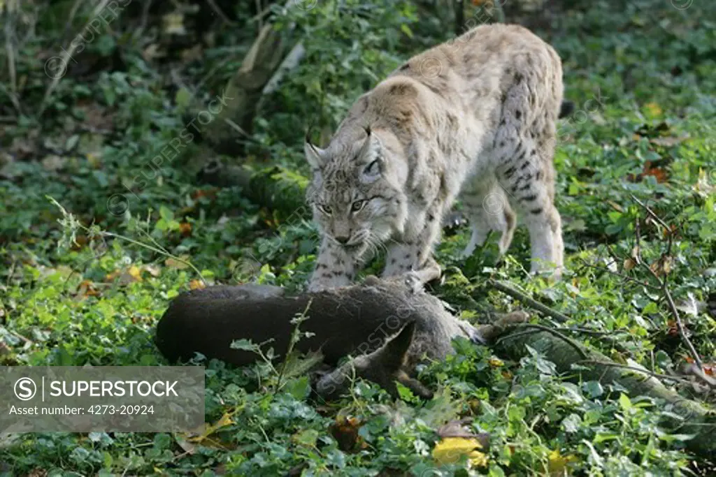 European Lynx, felis lynx, Adult with a Kill, a Roe Deer