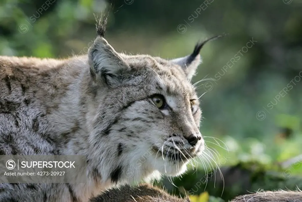 European Lynx, felis lynx, Adult with a Kill, a Roe Deer