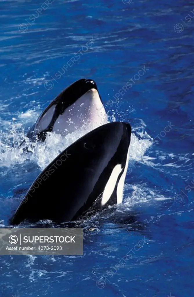 Killer Whale, Orcinus Orca, Head Of Adults At Surface