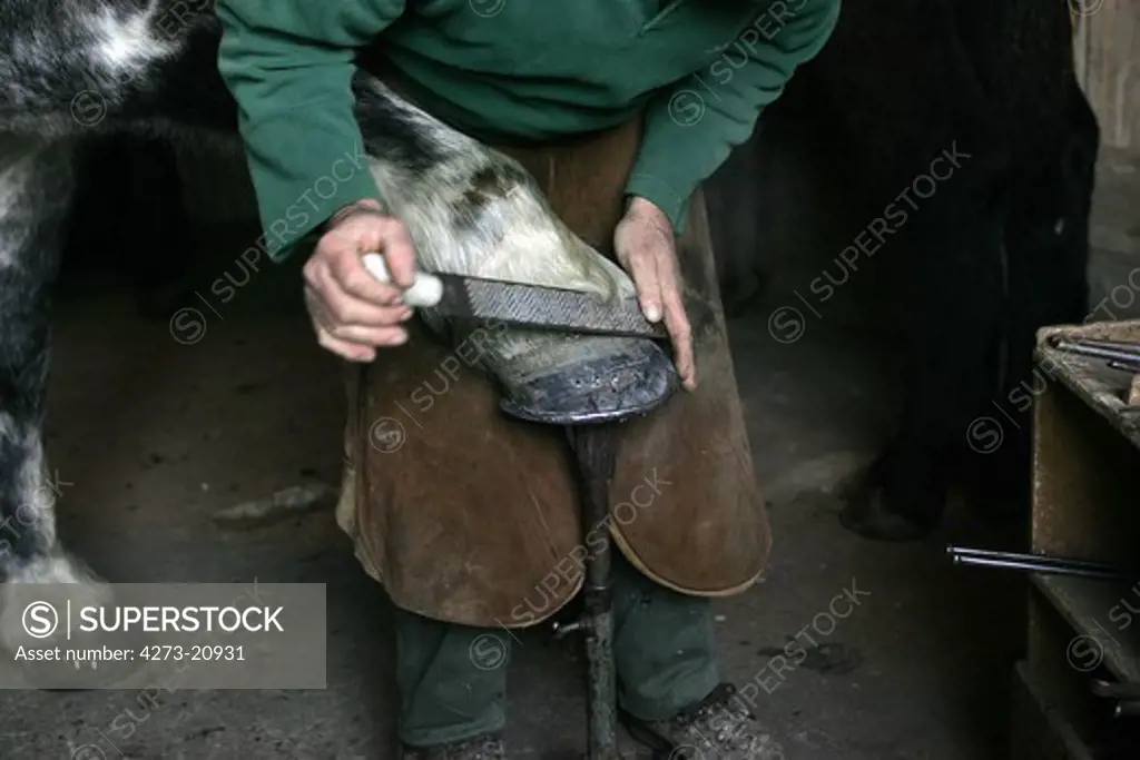 Blacksmith with Percheron Horse, Scraping Hoof