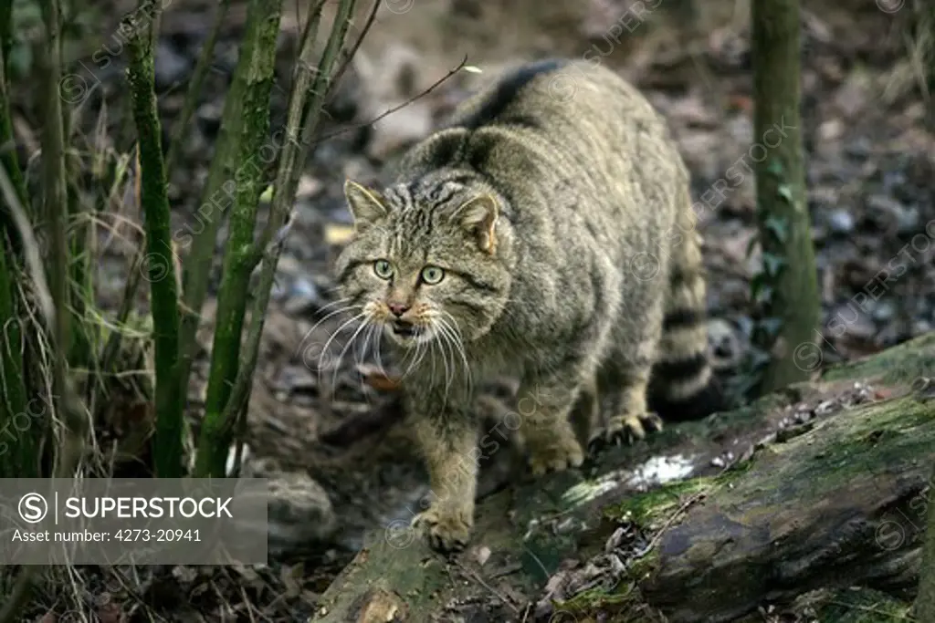 European Wildcat, felis silvestris