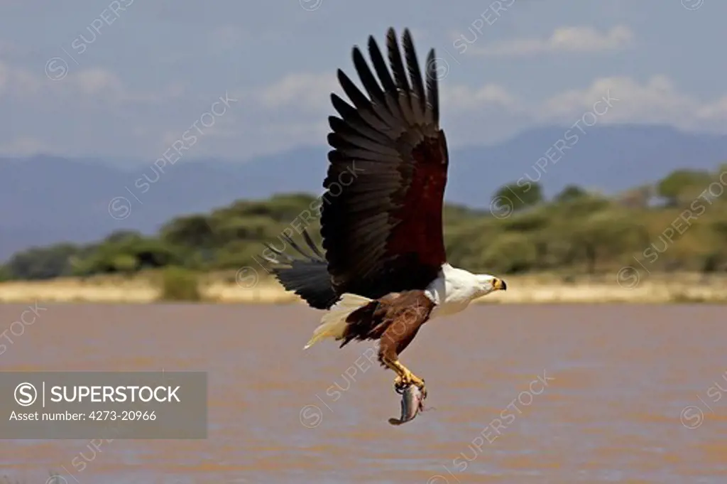 African Fish-Eagle, haliaeetus vocifer, Adult in Flight, Fishing at Baringo Lake, Fish in its Claws, Kenya