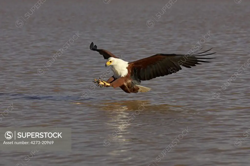 African Fish-Eagle, haliaeetus vocifer, Adult in Flight, Fishing at Baringo Lake in Kenya