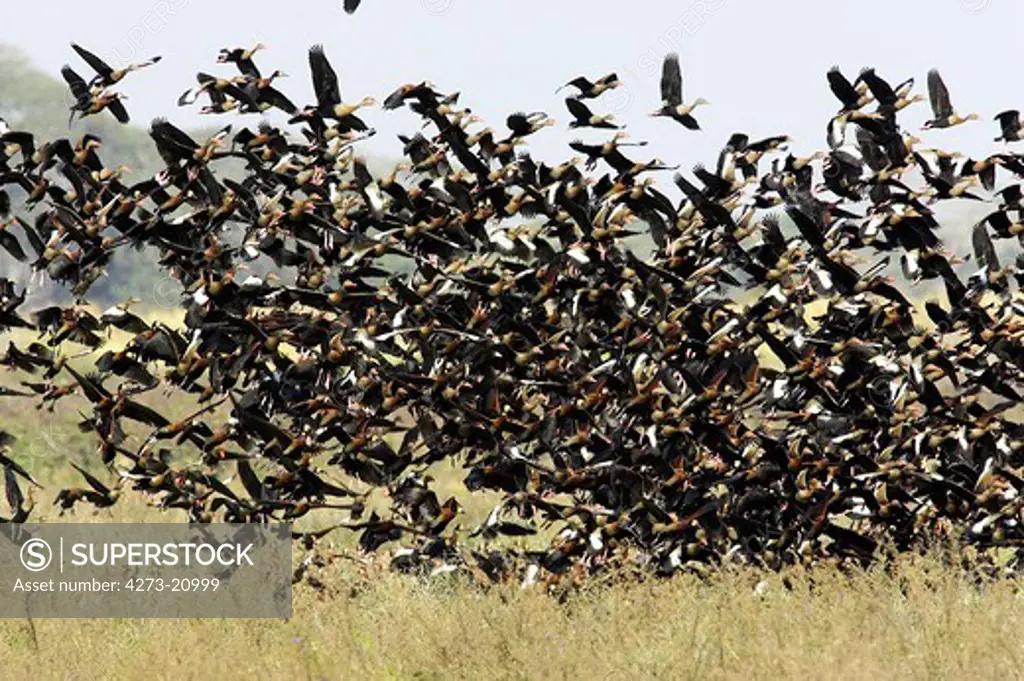 White-Faced Whistling Duck, dendrocygna viduata and Red-Billed Whistling Duck, dendrocygna automnalis, Group in Flight, Taking of from Swamp, Los Lianos in Venezuela