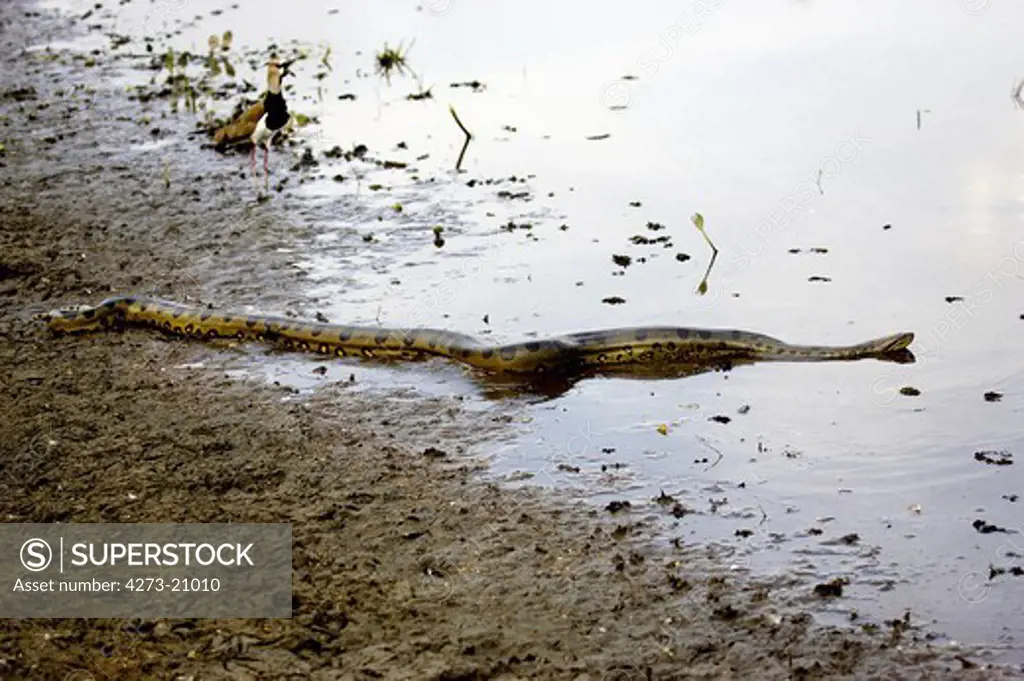 Green Anaconda, eunectes murinus, Adult entering Water, Los Lianos in Venezuela