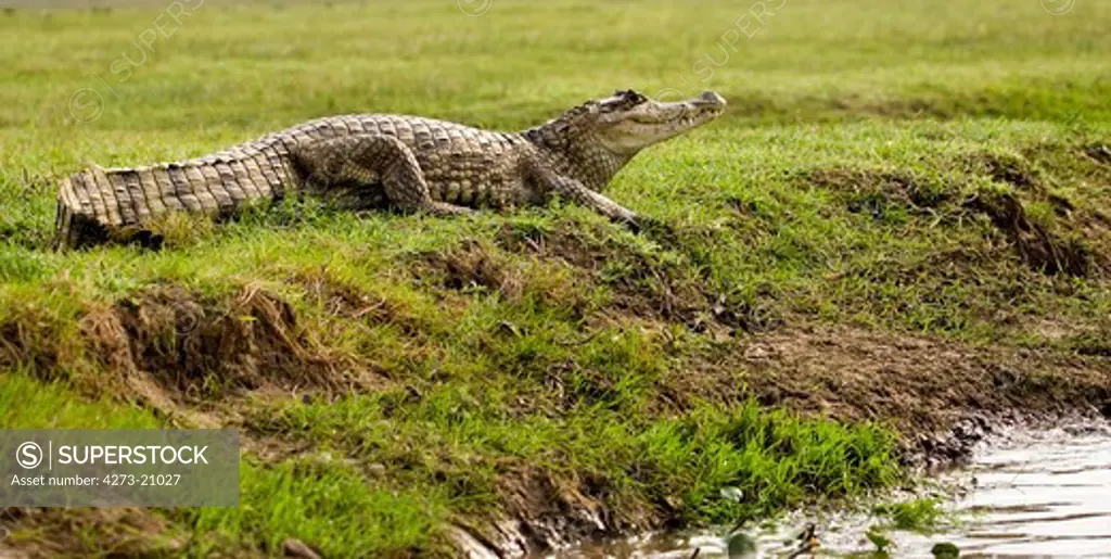 Spectacled Caiman, caiman crocodilus, Los Lianos in Venezuela