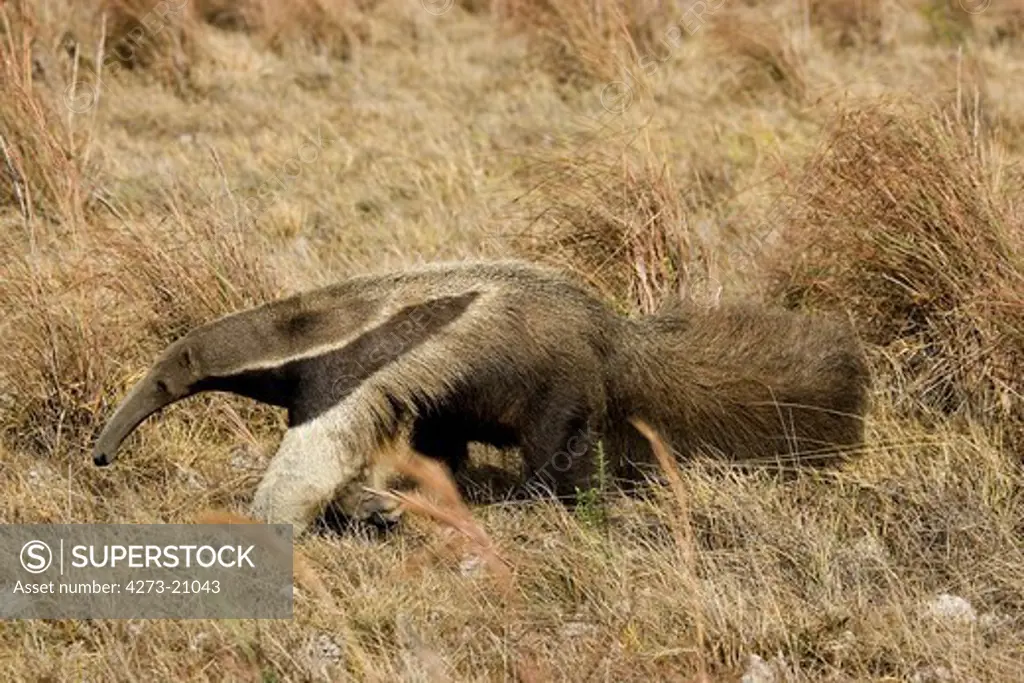 Giant Anteater, myrmecophaga tridactyla, Adult in Pampa, Los Lianos in Venezuela
