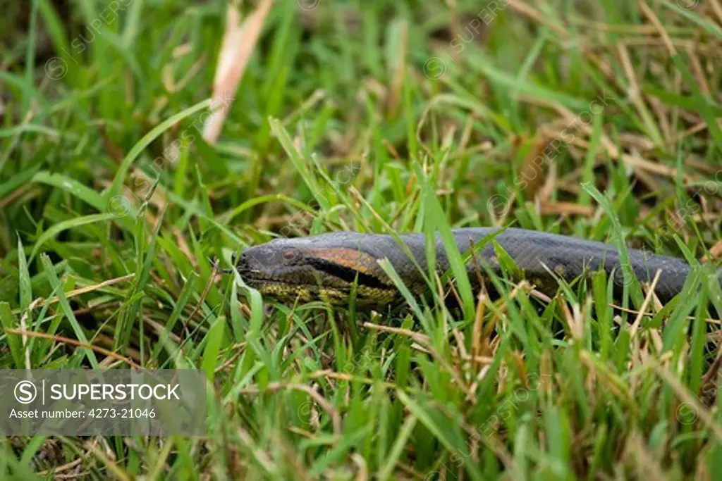 Green Anaconda, eunectes murinus, Head emerging from Grass, Los Lianos in Venezuela