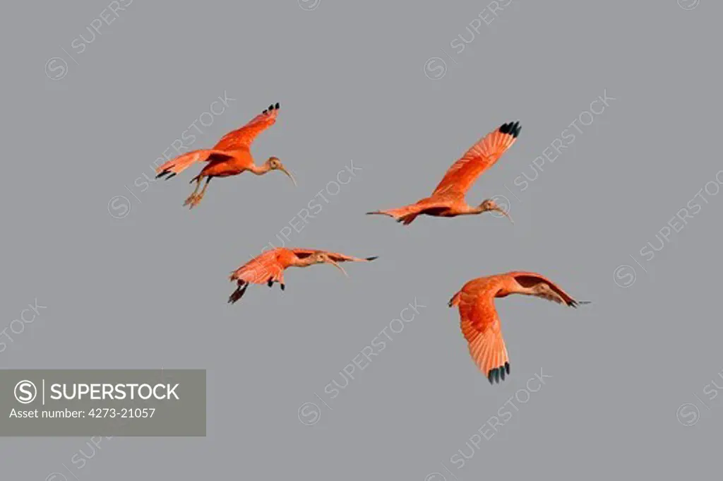 Scarlet Ibis, eudocimus ruber, Group in Flight, Los Lianos in Venezuela