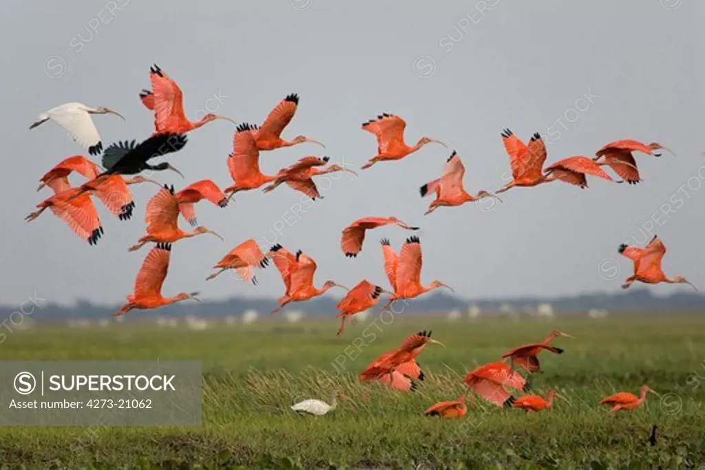 Scarlet Ibis, eudocimus ruber, Group in Flight, Los Lianos in Venezuela