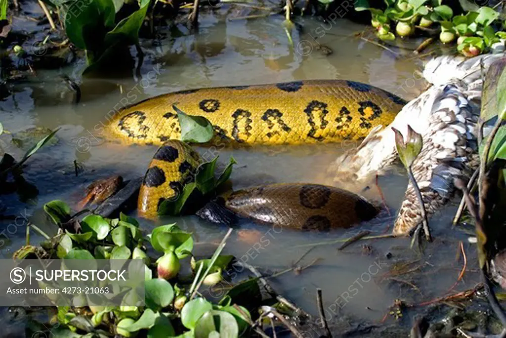 Green Anaconda, eunectes murinus Eating Wood Stock,  mycteria americana, Los Lianos in Venezuela