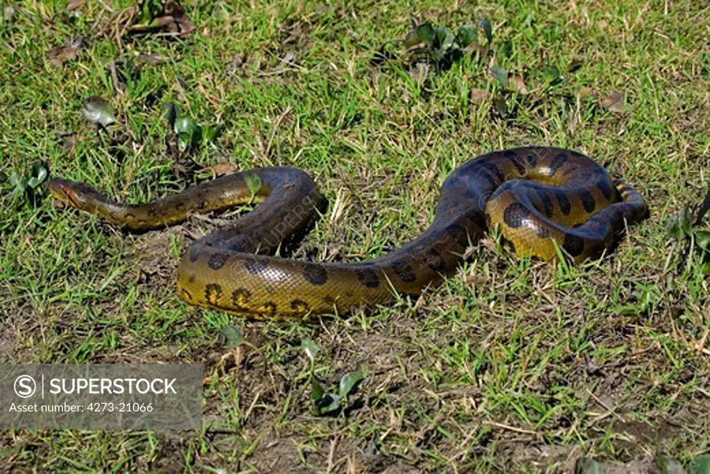 Green Anaconda, eunectes murinus, Los Lianos in Venezuela