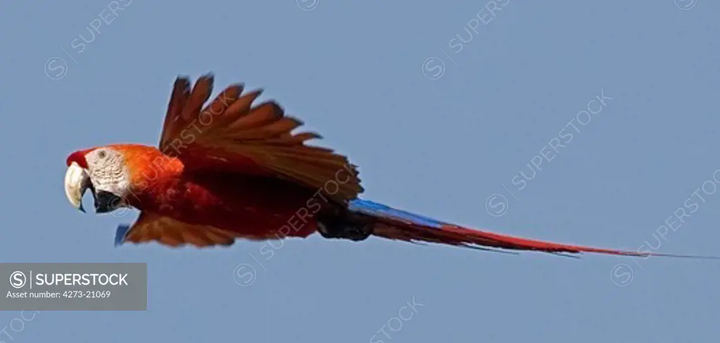 Scarlet Macaw, ara macao, Adult in Flight, Los Lianos in Venezuela