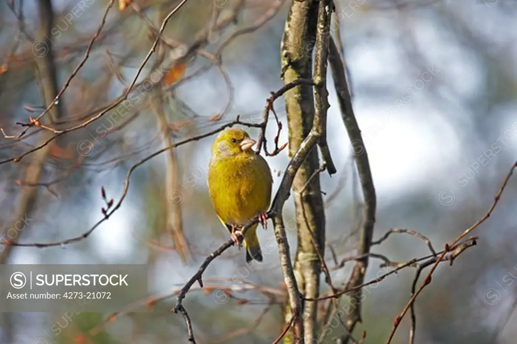 Greenfinch, carduelis chloris, Male standing on Branch, Normandy