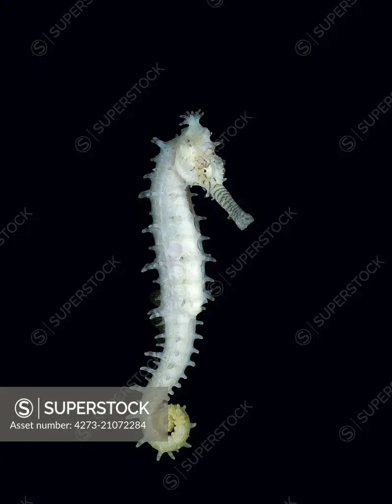 Spotted Seahorse,   hippocampus kuda  