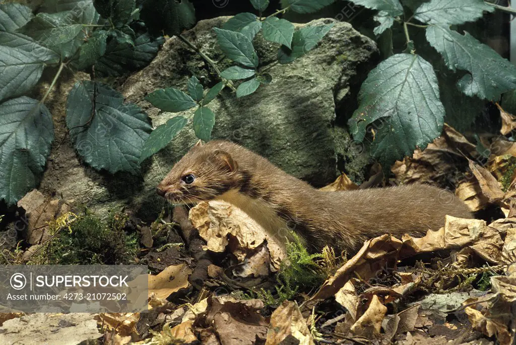 Weasel,  mustela nivalis, Normandy  