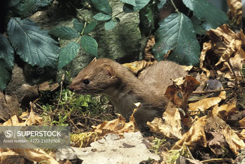 Weasel,  mustela nivalis, Normandy  