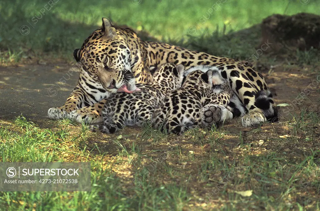 Jaguar,  panthera onca, Mother Licking Cub, Cub Suckling  
