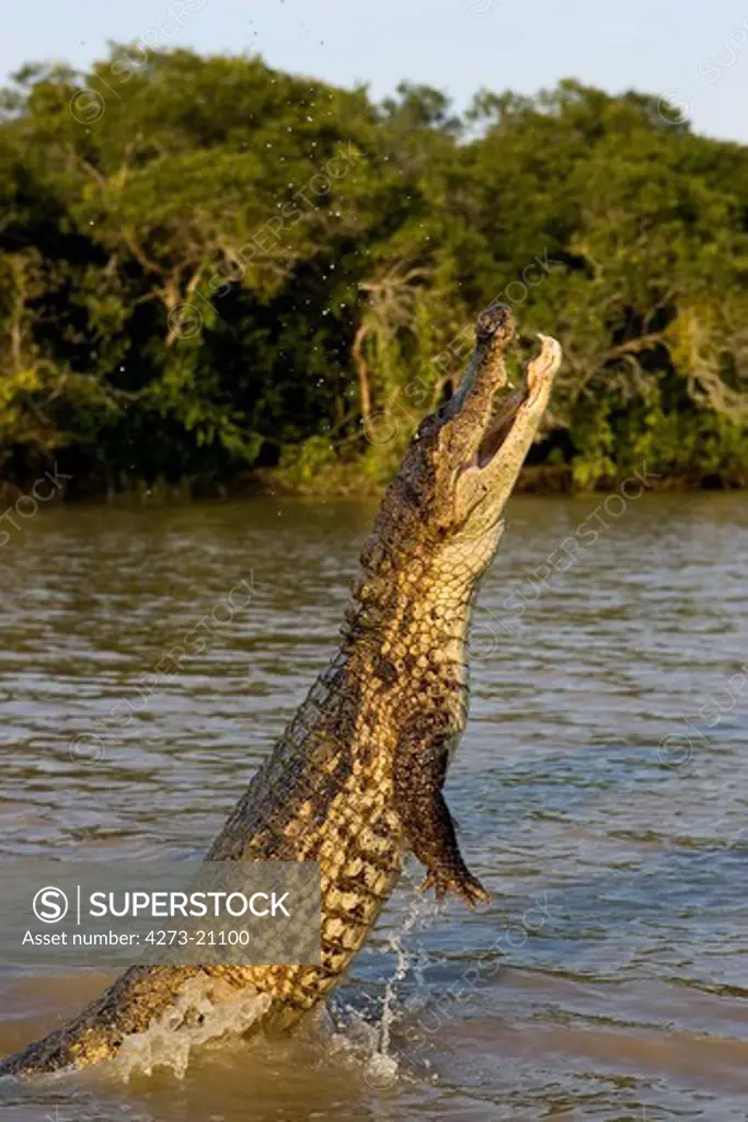 Spectacled Caiman, caiman crocodilus, Adult Jumping, Los Lianos in Venezuela
