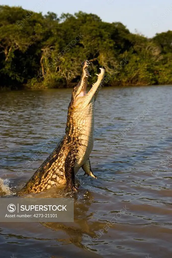 Spectacled Caiman, caiman crocodilus, Adult Jumping, Los Lianos in Venezuela