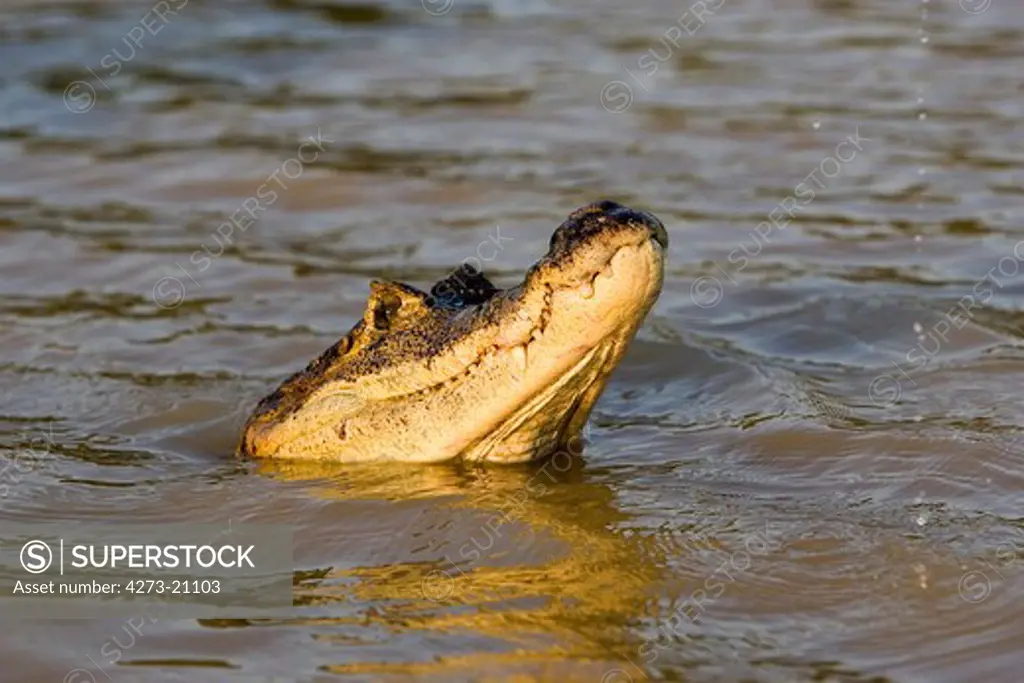 Spectacled Caiman, caiman crocodilus, Head at Surface, Los Lianos in Venezuela