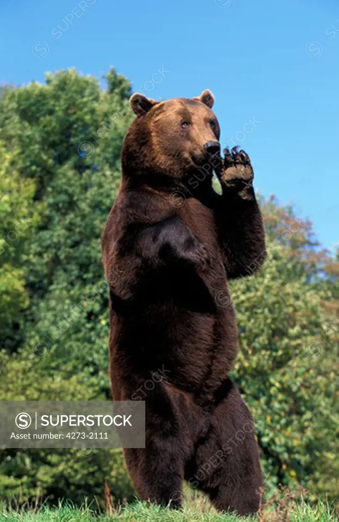 Brown Bear Ursus Arctos, Adult Standing On Hind Legs