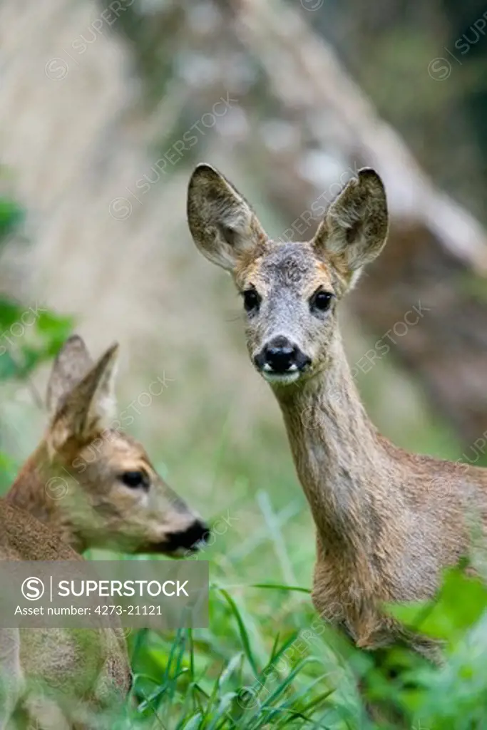 Roe Deer, capreolus capreolus, Females in Long Grass, Normandy