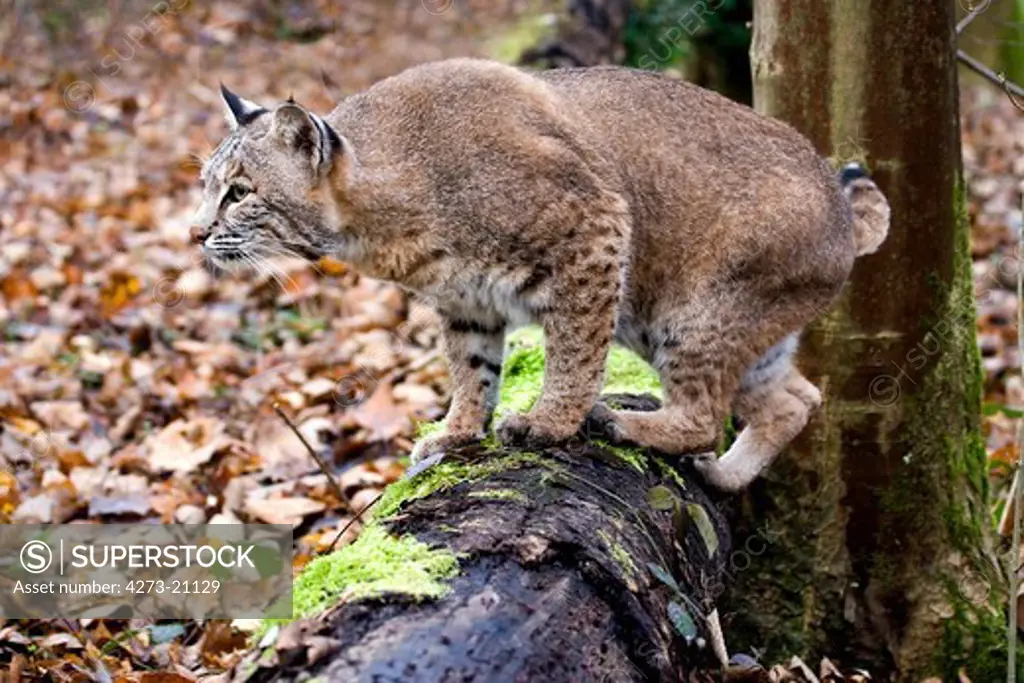 European Lynx, felis lynx, Adult standing on Branch