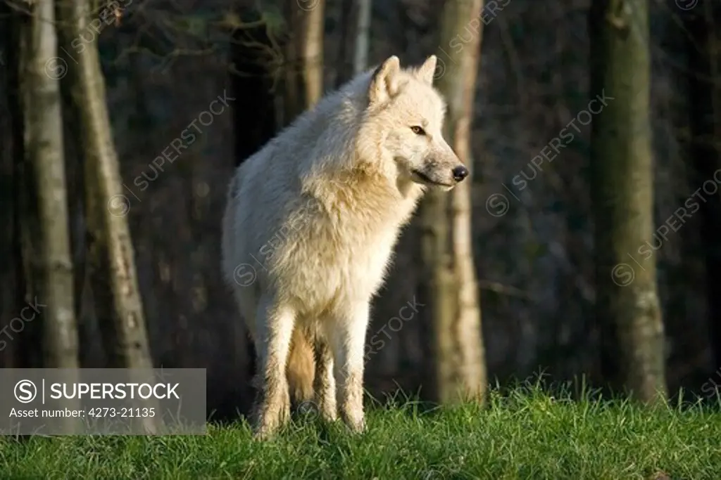 Arctic Wolf, canis lupus tundrarum
