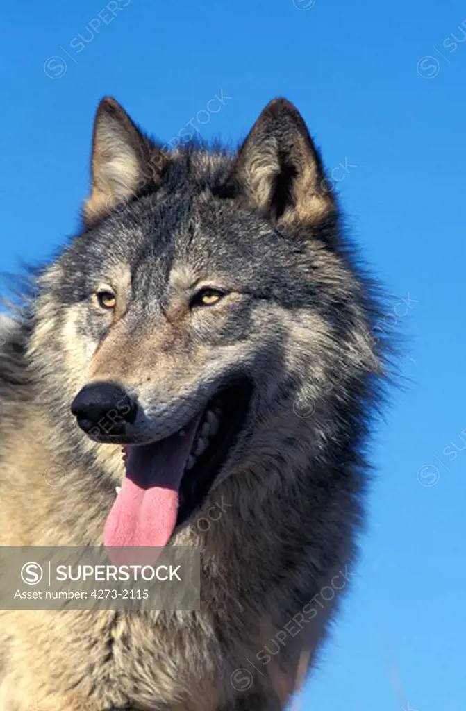 North American Grey Wolf Canis Lupus Occidentalis, Portrait Of Adult With Tongue Out, Canada