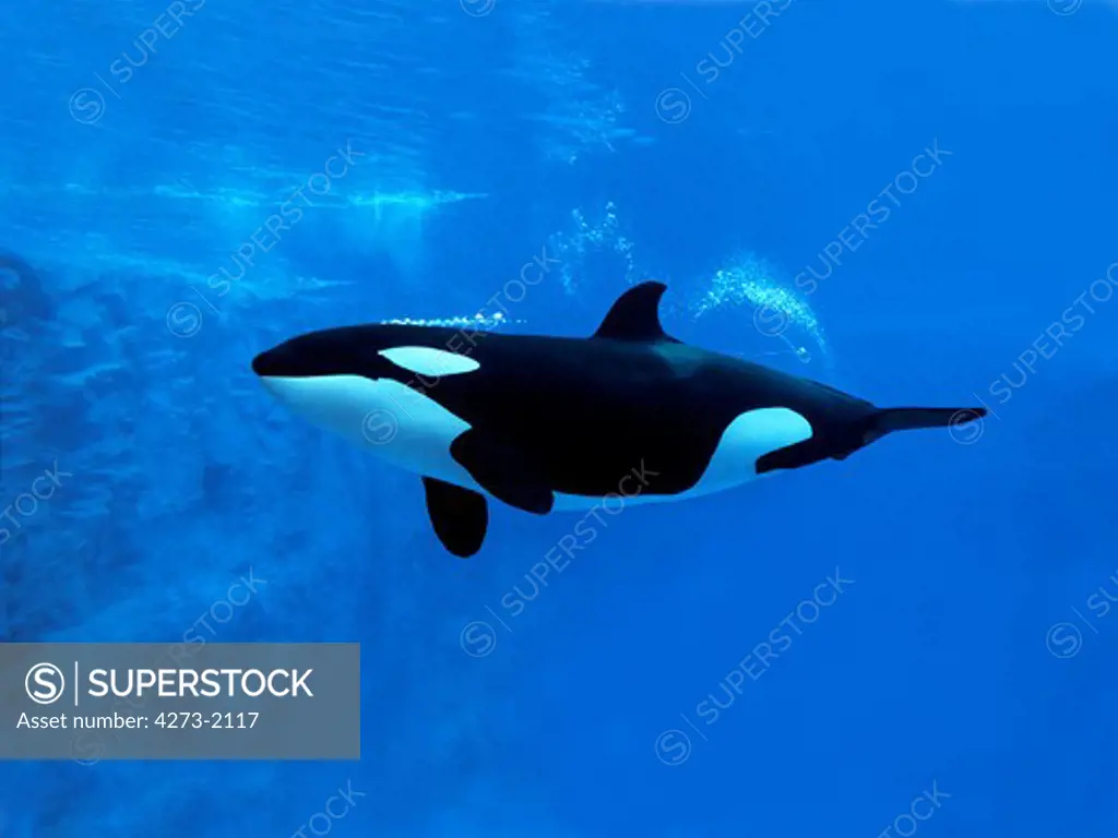 Killer Whale, Orcinus Orca, Adult, Underwater View