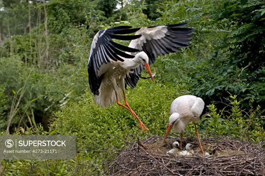 White Stork, ciconia ciconia, Pair and Chicks on Nest, Normandy