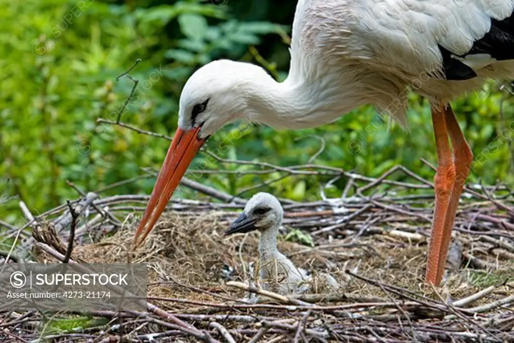White Stork, ciconia ciconia, Adult and Chick on Nest, Normandy