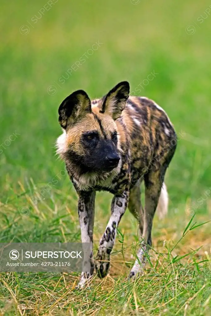 African Wild Dog, lycaon pictus, Adult, Namibia