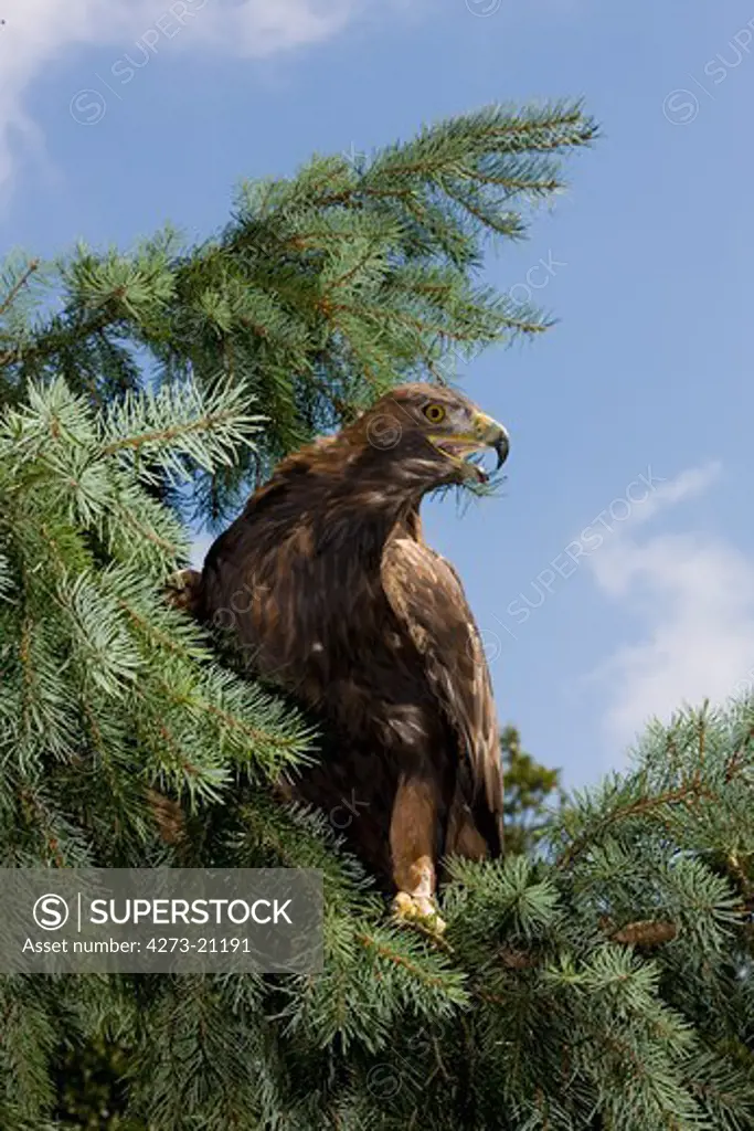 Golden Eagle, aquila chrysaetos, Adult calling