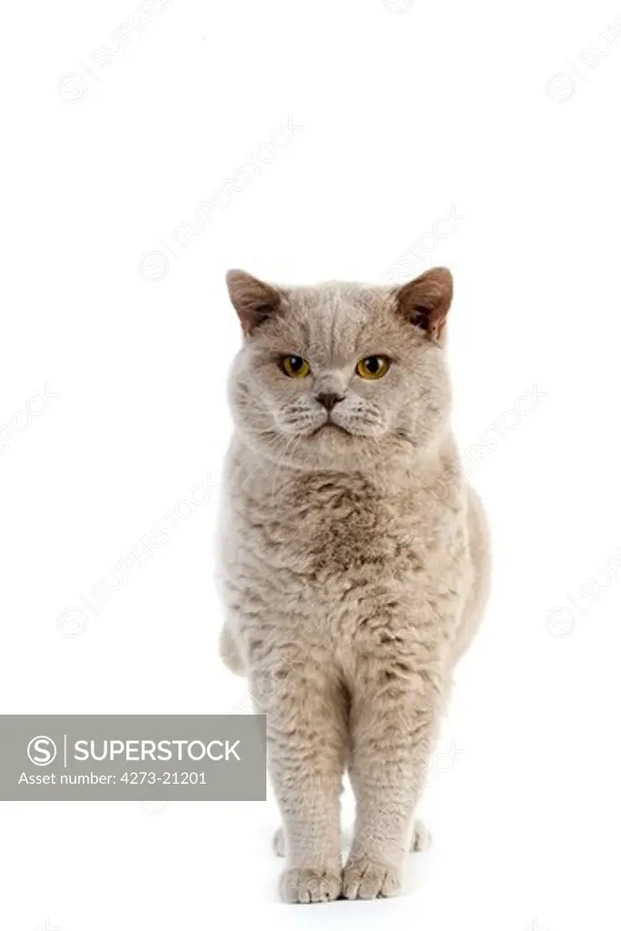 Lilac British Shorthair Dometic Cat, Male standing against White Background
