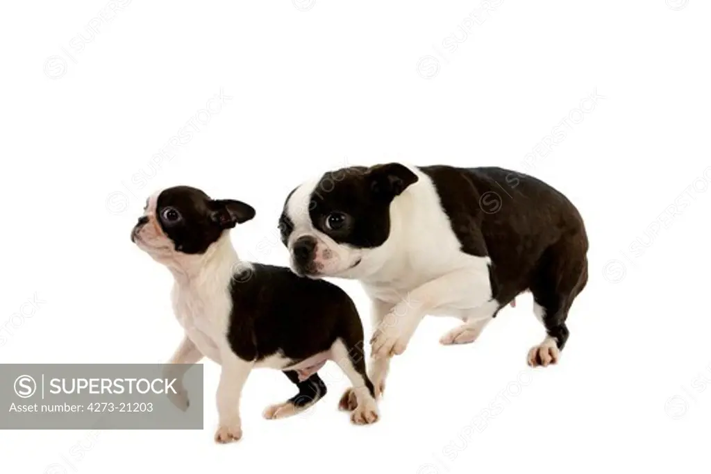 Boston Terrier Dog, Mother and Pup against White Background